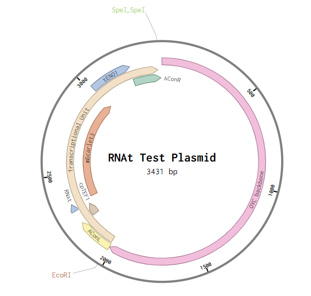 rnat plasmid map